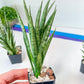 Sansevieria Hybrid No name Yet (#AC49) | Rare Imported | 2" pot