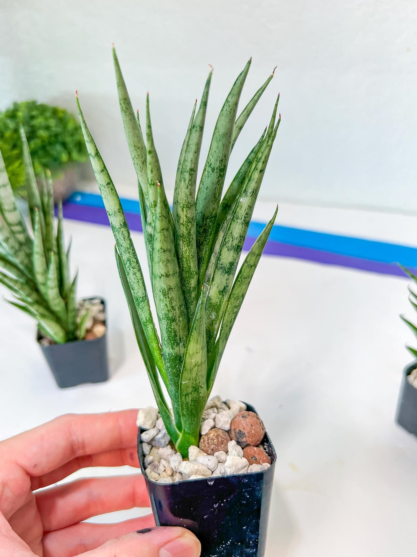 Sansevieria Hybrid No name Yet (#AC49) | Rare Imported | 2" pot