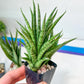 Sansevieria Hybrid No name Yet (#AC49) | Rare Imported | 2" pot