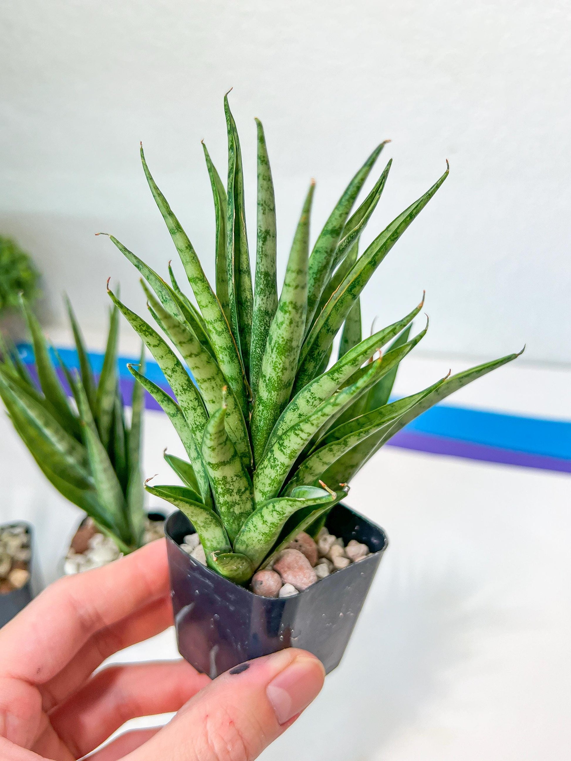 Sansevieria Hybrid No name Yet (#AC49) | Rare Imported | 2" pot