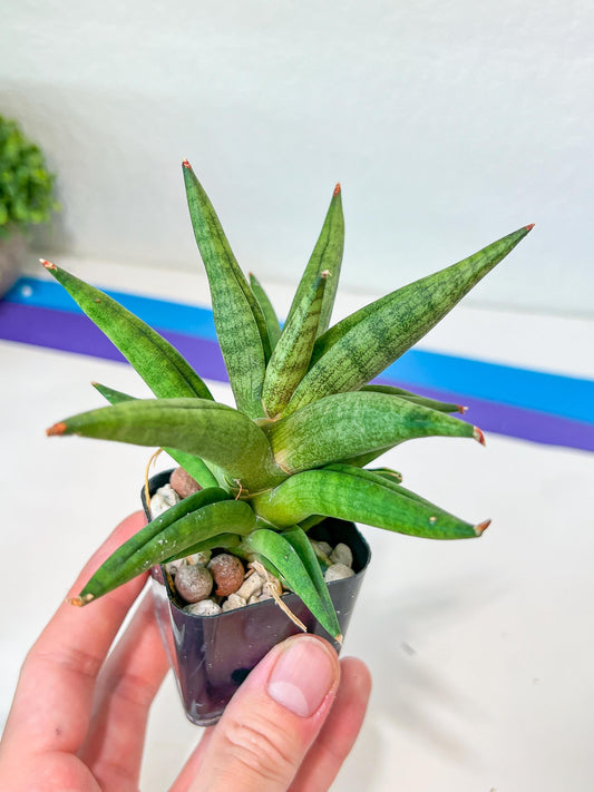 Sansevieria CH.Repeta (#AC50) | Rare Imported | 2" pot