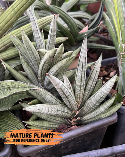 Sansevieria Argento Meloni (#AC51) | Imported Plants