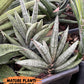 Sansevieria Argento Meloni | Pick Your Own Rare Plants