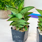 Sansevieria CH Bur Amar (#AC57) | Rare Imported | 2" pot