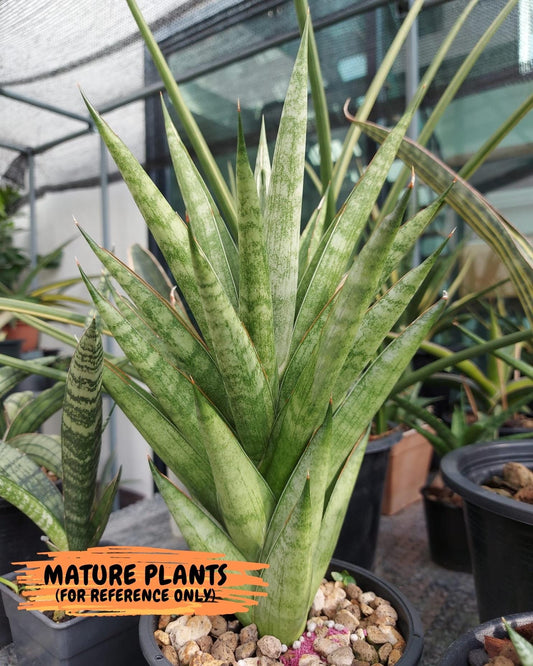 sansevieria Pagoda Indonesia (#AC53) | Difficult To Import | 2" pot