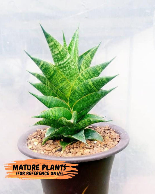 Sansevieria Sindoro (#PH20) | Imported Indoor Snake Plant | 2" Planter