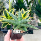 Sansevieria CH Tozlu (#AC58) | Rare Imported | 2" pot