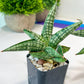 Sansevieria CH Tozlu (#AC58) | Rare Imported | 2" pot