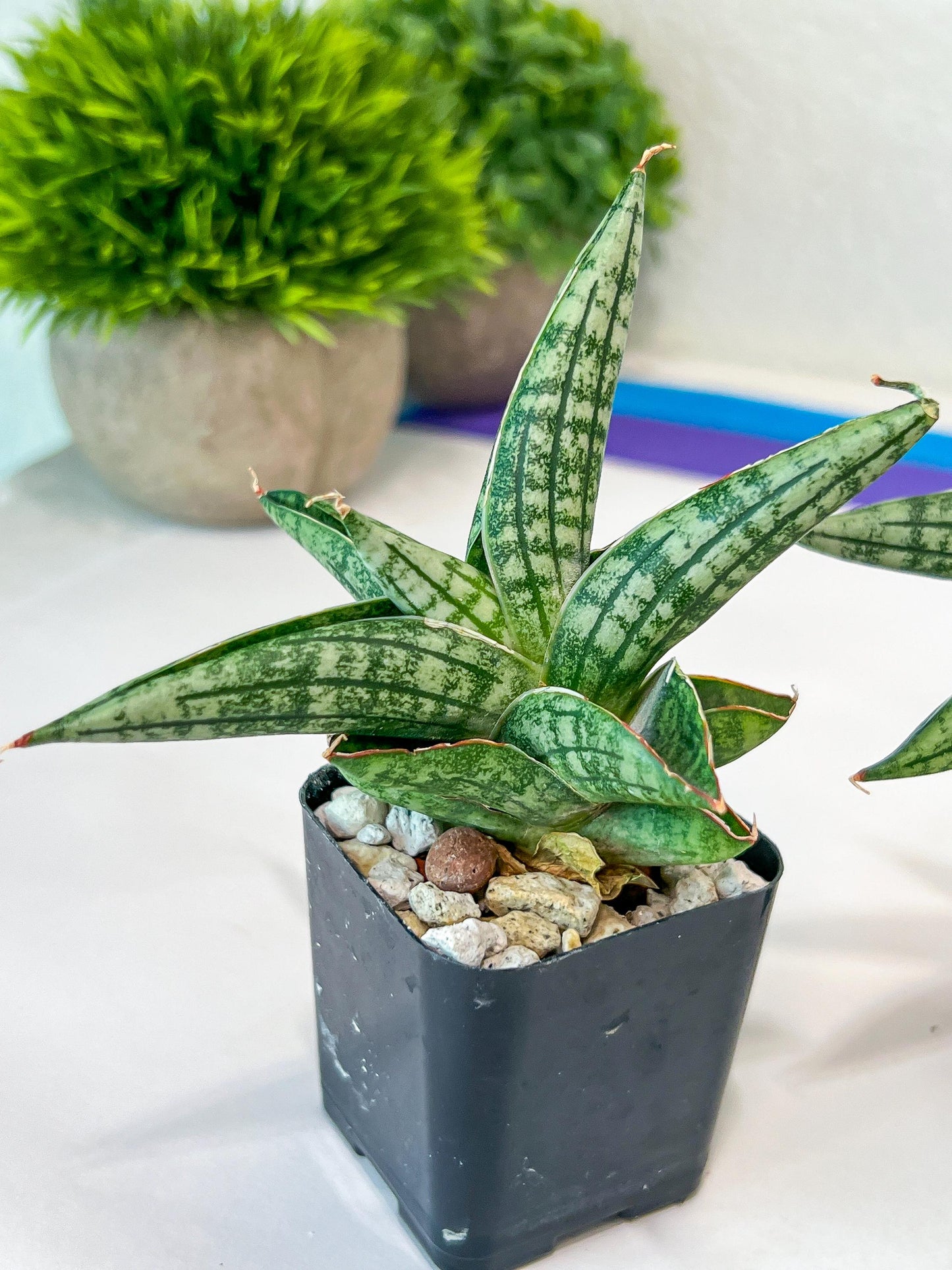 Sansevieria CH Tozlu (#AC58) | Rare Imported | 2" pot