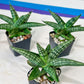 Sansevieria CH Tozlu (#AC58) | Rare Imported | 2" pot