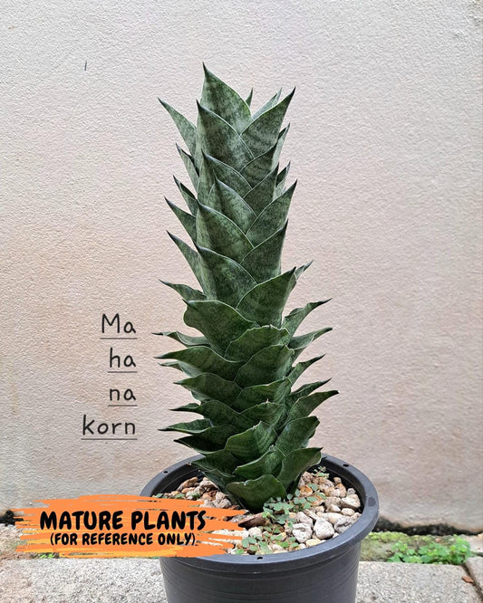 Sansevieria Mahanakron (#RA15) | Imported Indoor Snake plant | 2" Planter