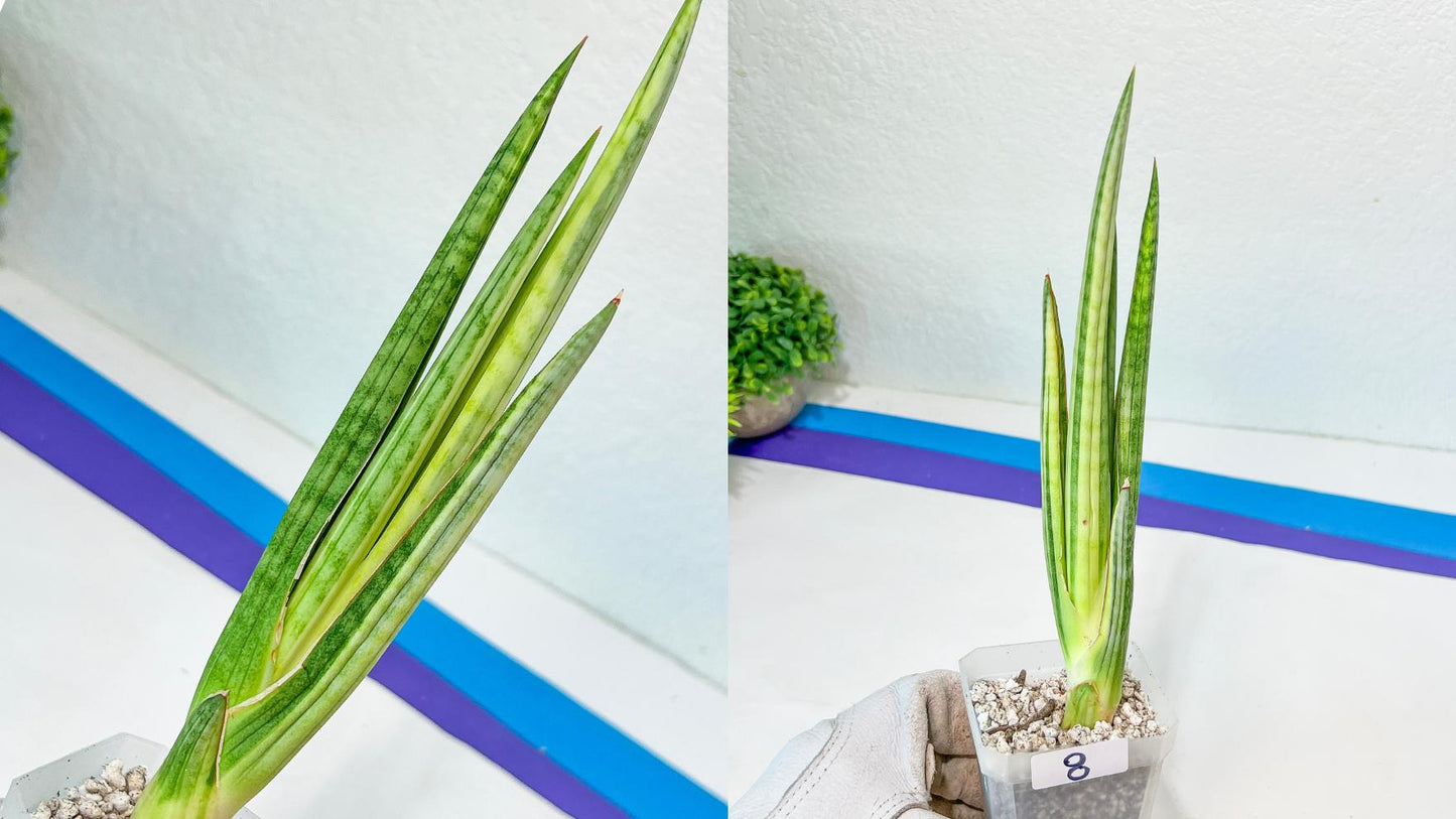 Sansevieria Rare Collections 2.5" Pot | Plant names listed in descriptions. More photos available on request (G3/1~9)