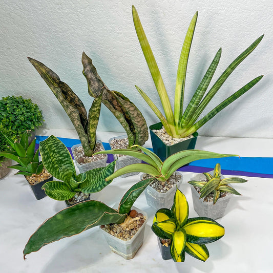 Sansevieria Rare Collections 2.5" Pot | Plant names listed in descriptions. More photos available on request (G5)