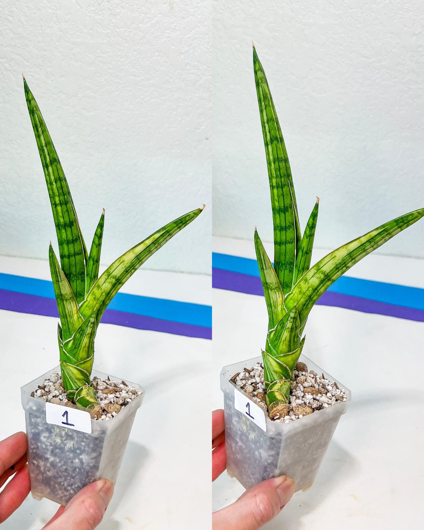 Sansevieria Rare Collections (G1/1~9) | Plant names listed in descriptions. More photos available on request