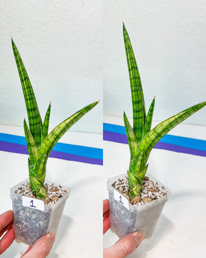 Sansevieria Rare Collections (G1/1~9) | Plant names listed in descriptions. More photos available on request