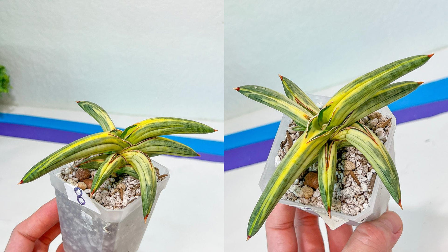 Sansevieria Rare Collections (G1/1~9) | Plant names listed in descriptions. More photos available on request