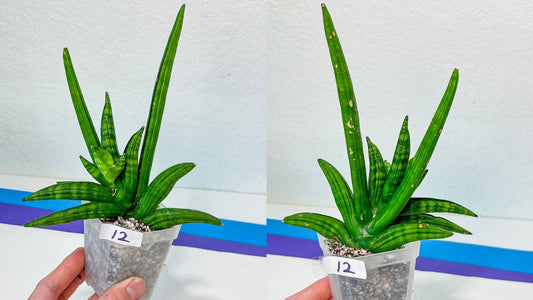 Sansevieria Rare Collections| Plant names listed in descriptions. More photos available on request (G1.12~20)