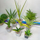 Sansevieria Rare Collections 2.5" Pot | Plant names listed in descriptions. More photos available on request (G2)