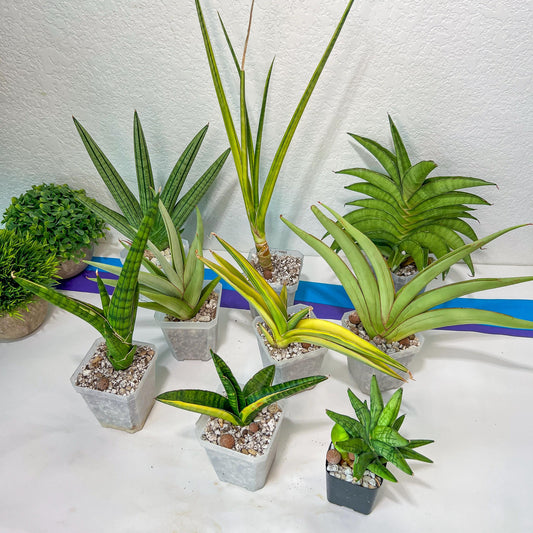 Rare Collections (#G6A) | Plant names in description. Msg for more photos.