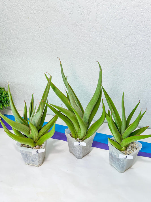 Sansevieria Baibid XL (#R54) | Imported Snake Plants