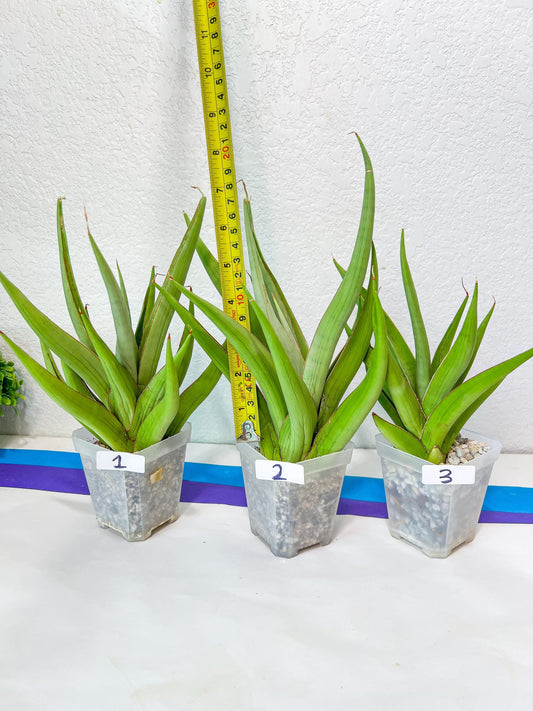 Sansevieria Baibid XL (#R54) | Imported Snake Plants