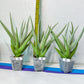 Sansevieria Chanin XL (#R54) | Imported Snake Plants