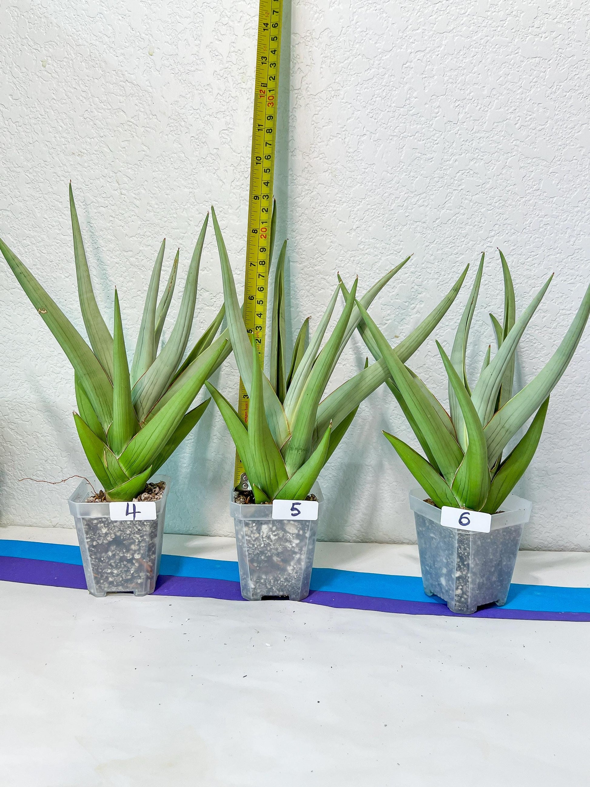 Sansevieria Chanin XL (#R54) | Imported Snake Plants