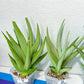 Sansevieria Chanin XL (#R54) | Imported Snake Plants