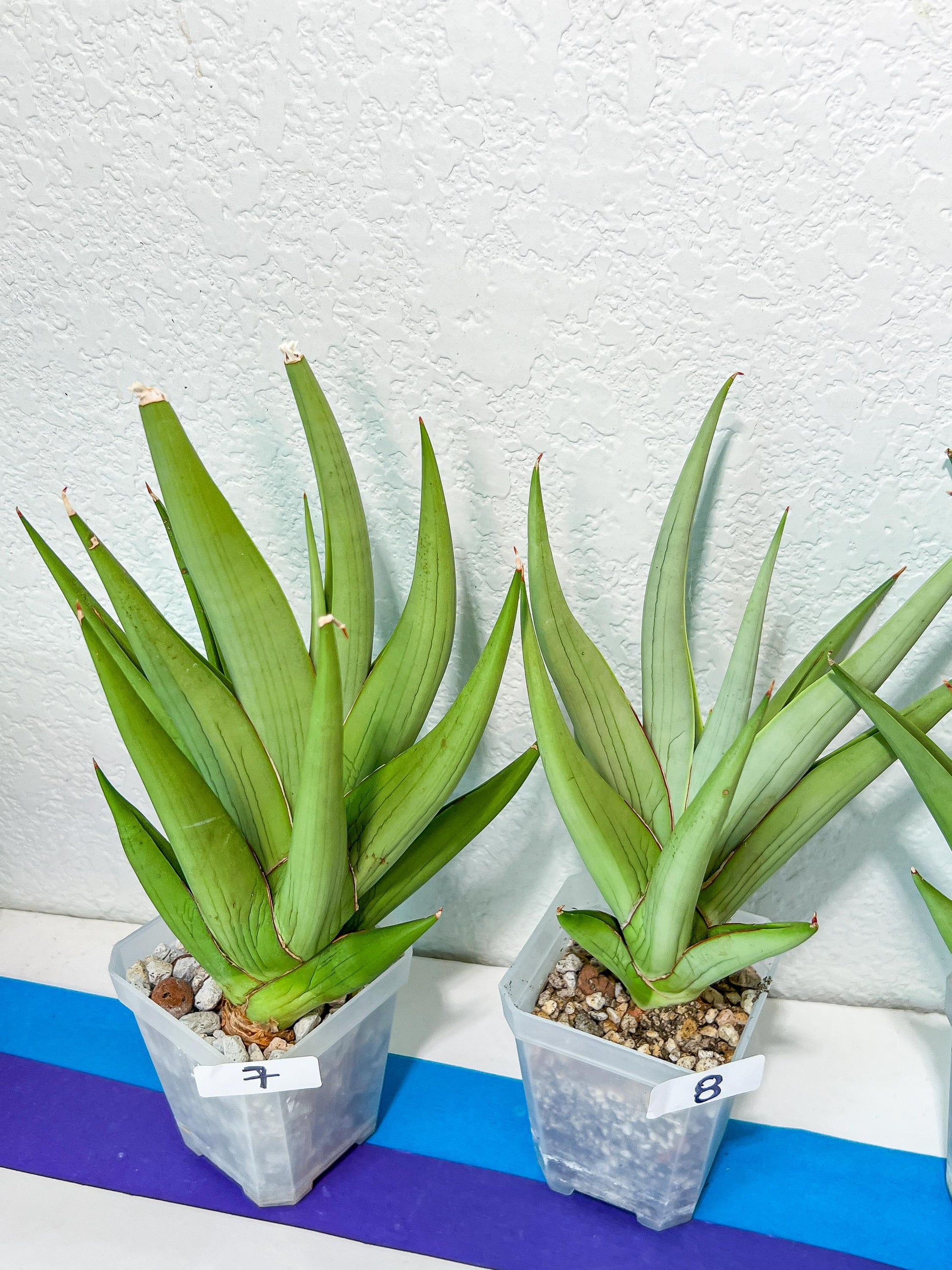 Sansevieria Chanin XL (#R54) | Imported Snake Plants