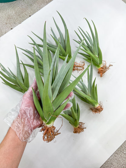 Sansevieria Chanin XL (#R54) | Imported Plants | Rare Hybrid Species
