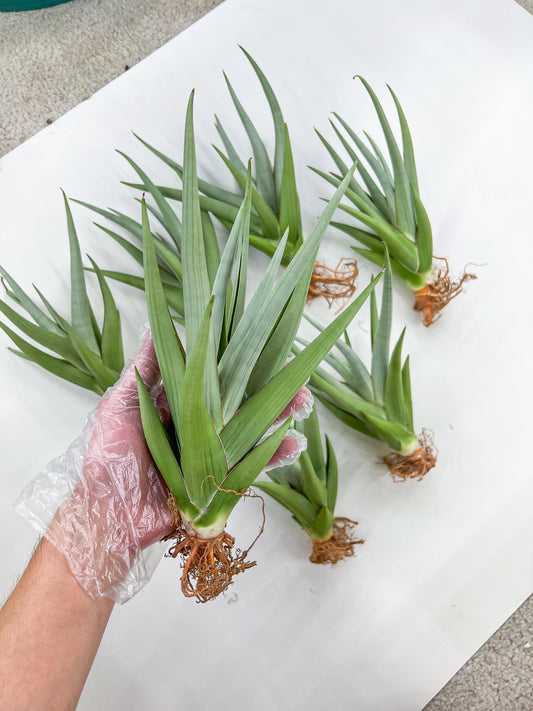 Sansevieria Chanin XL (#R54) | Imported Snake Plants