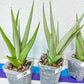 Sansevieria Chanin Small (#R54) | Imported Snake Plants