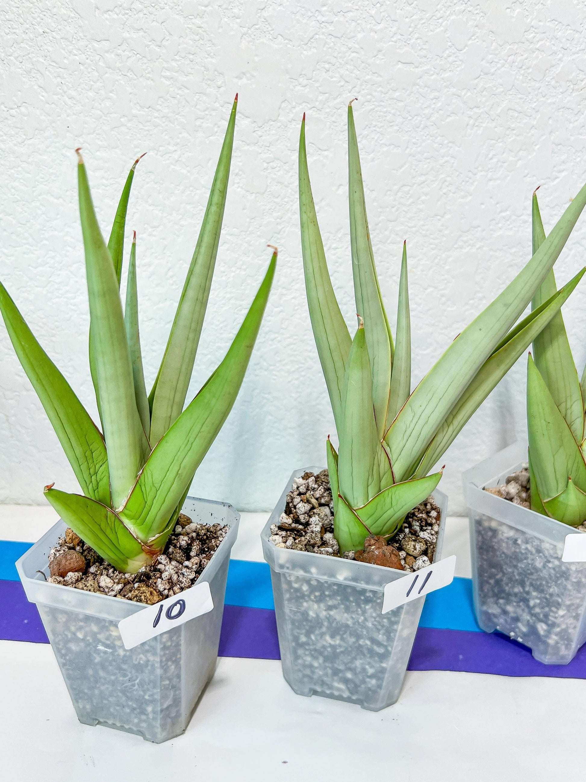 Sansevieria Chanin Small (#R54) | Imported Snake Plants