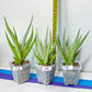 Sansevieria Chanin Small (#R54) | Imported Snake Plants