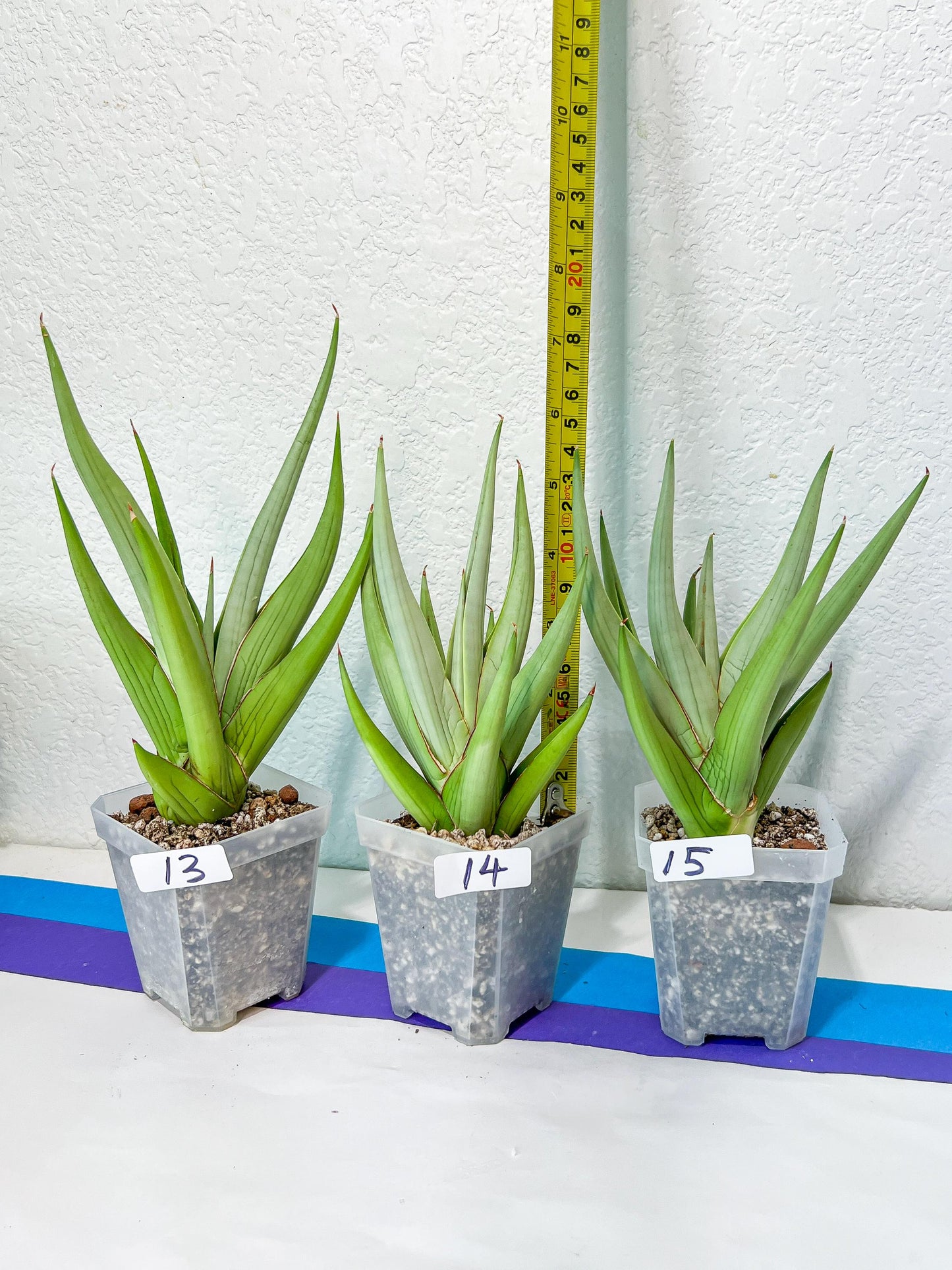 Sansevieria Chanin Small (#R54) | Imported Snake Plants