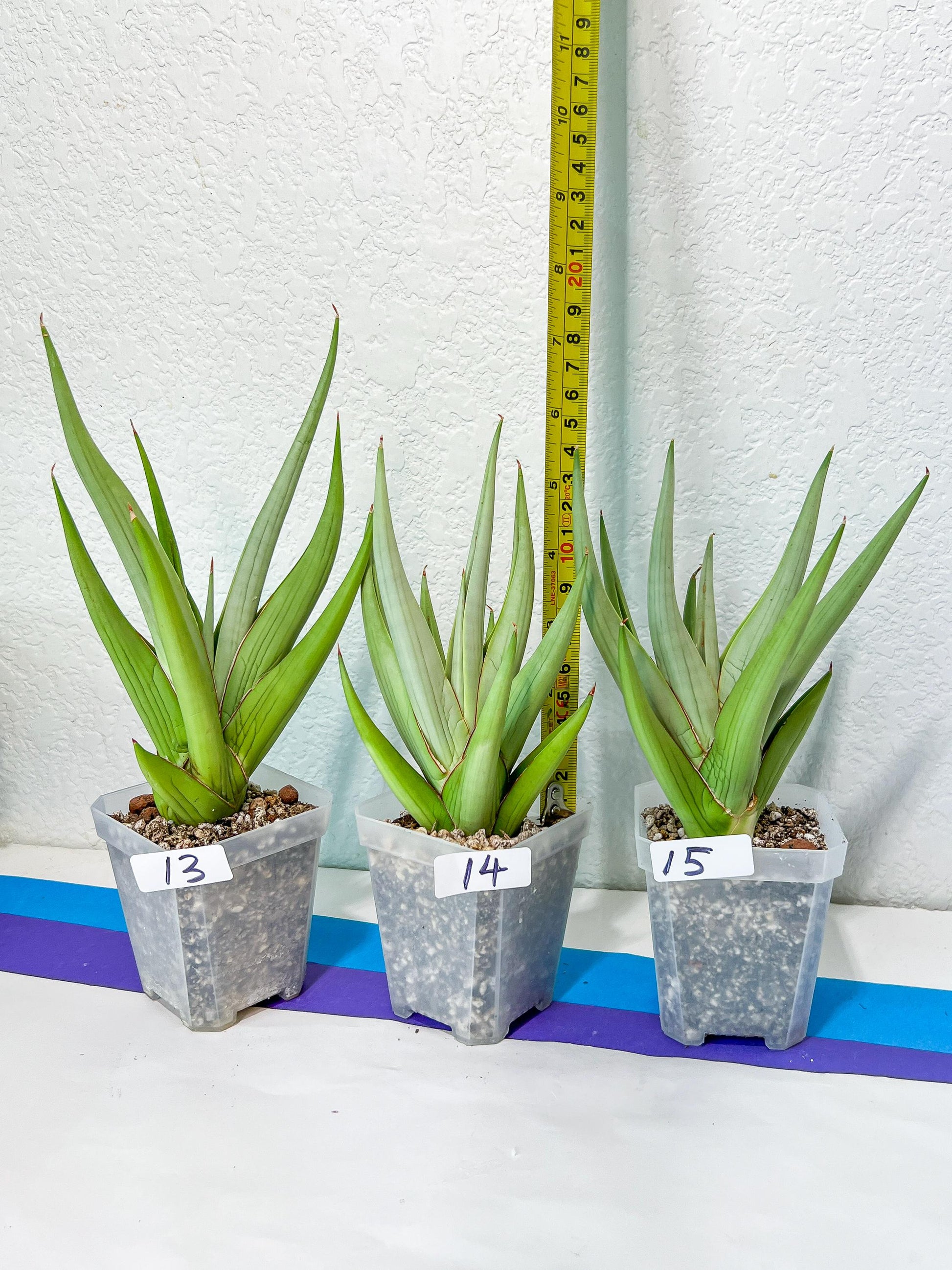 Sansevieria Chanin Small (#R54) | Imported Snake Plants