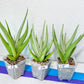 Sansevieria Chanin Small (#R54) | Imported Snake Plants