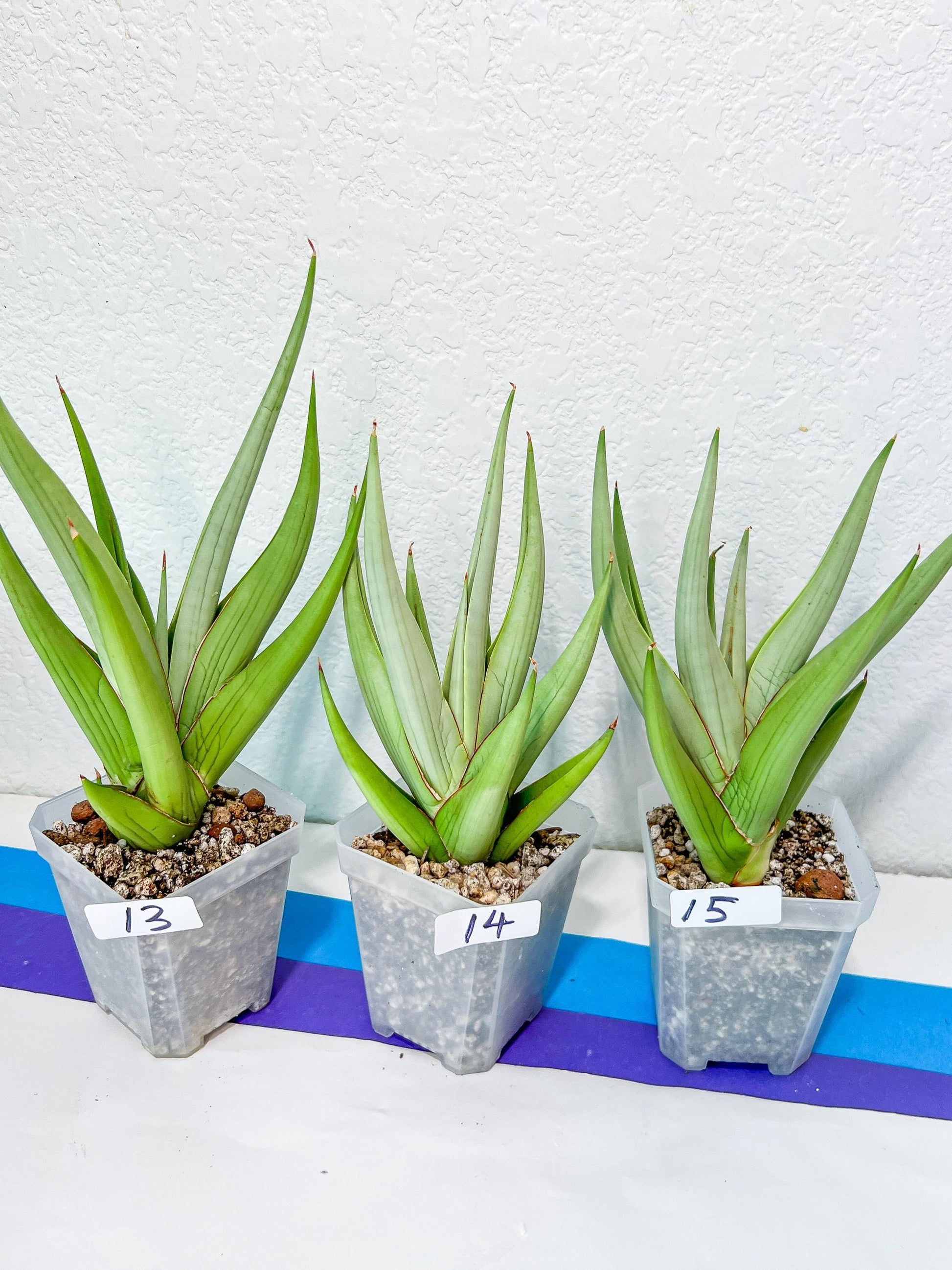 Sansevieria Chanin Small (#R54) | Imported Snake Plants