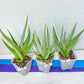 Sansevieria Chanin Small (#R54) | Imported Snake Plants