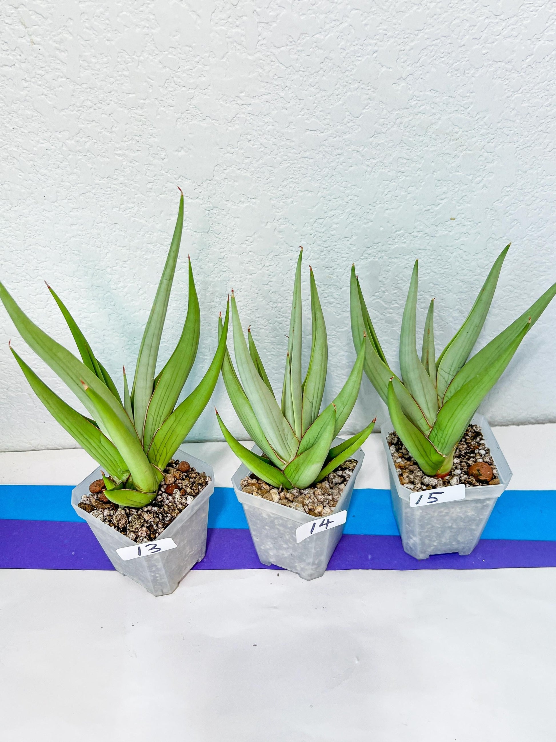 Sansevieria Chanin Small (#R54) | Imported Snake Plants