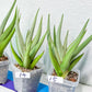 Sansevieria Chanin Small (#R54) | Imported Snake Plants