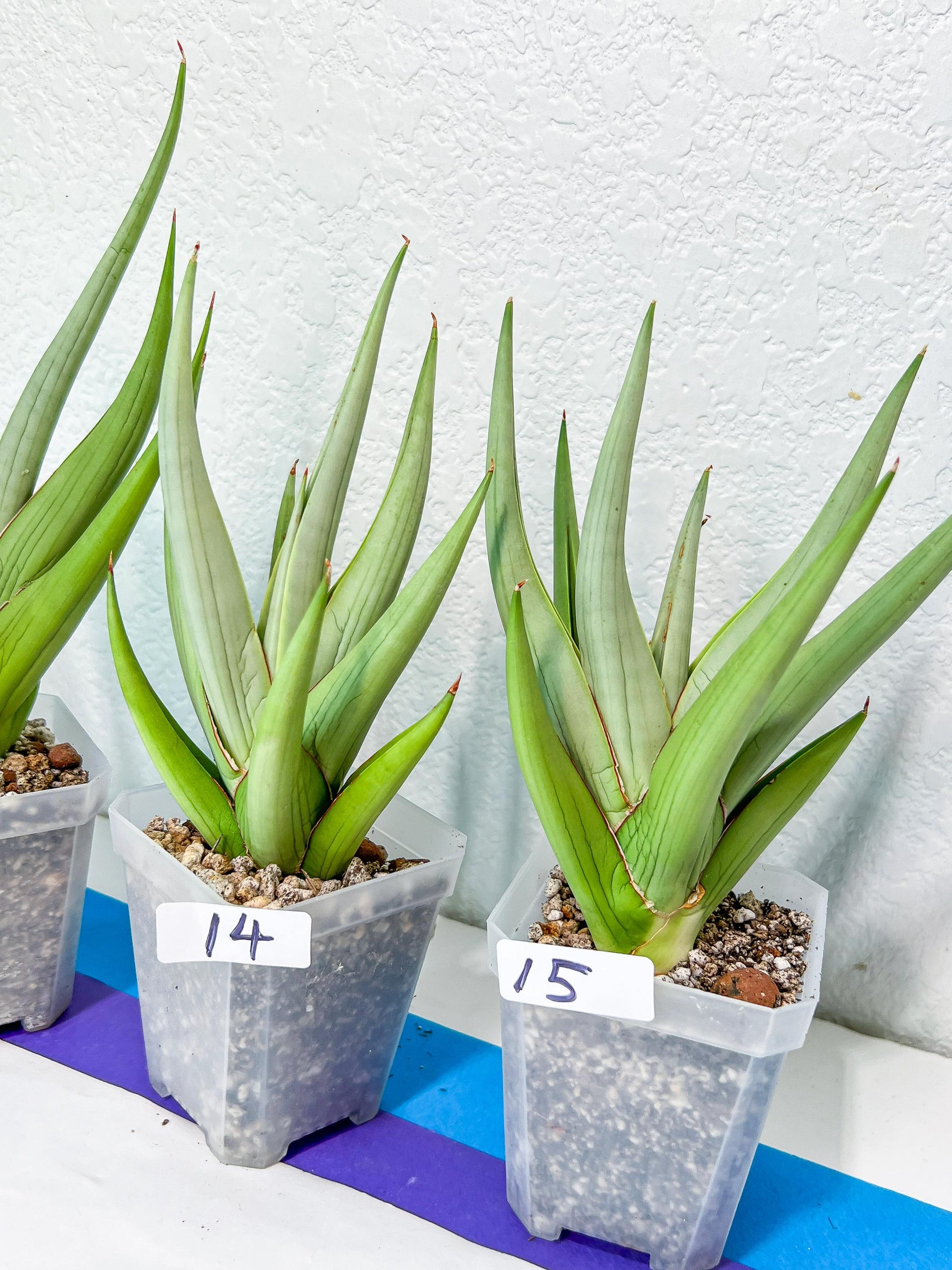 Sansevieria Chanin Small (#R54) | Imported Snake Plants