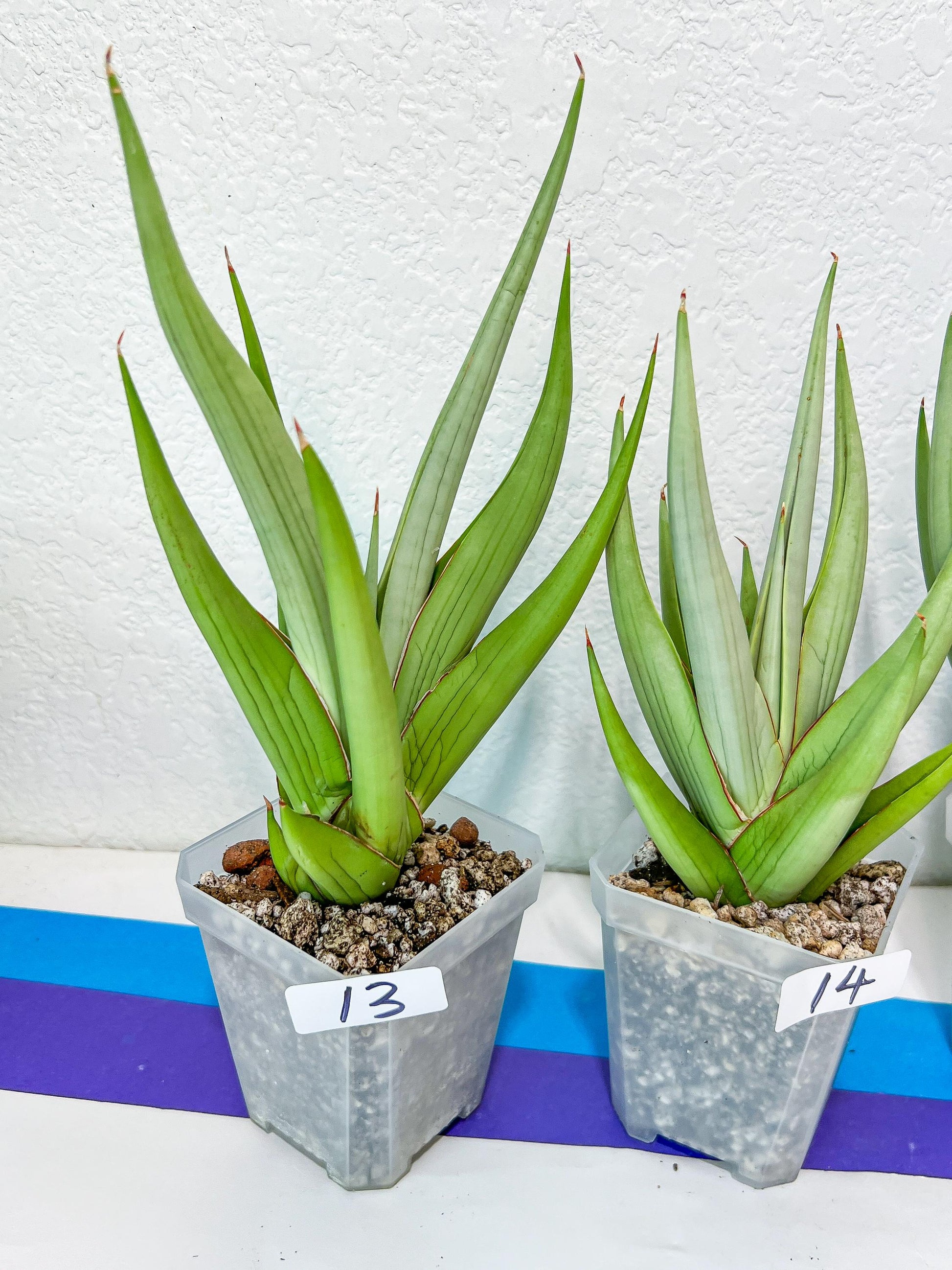 Sansevieria Chanin Small (#R54) | Imported Snake Plants