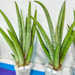 Sansevieria Astrea (#RA1~3) | Rare Limited Amount | Very Rare