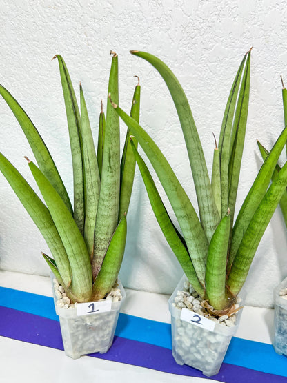 Sansevieria Astrea (#E4)) | Rare Limited Amount | Very Rare