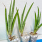 Sansevieria Astrea (#RA1~3) | Rare Limited Amount | Very Rare