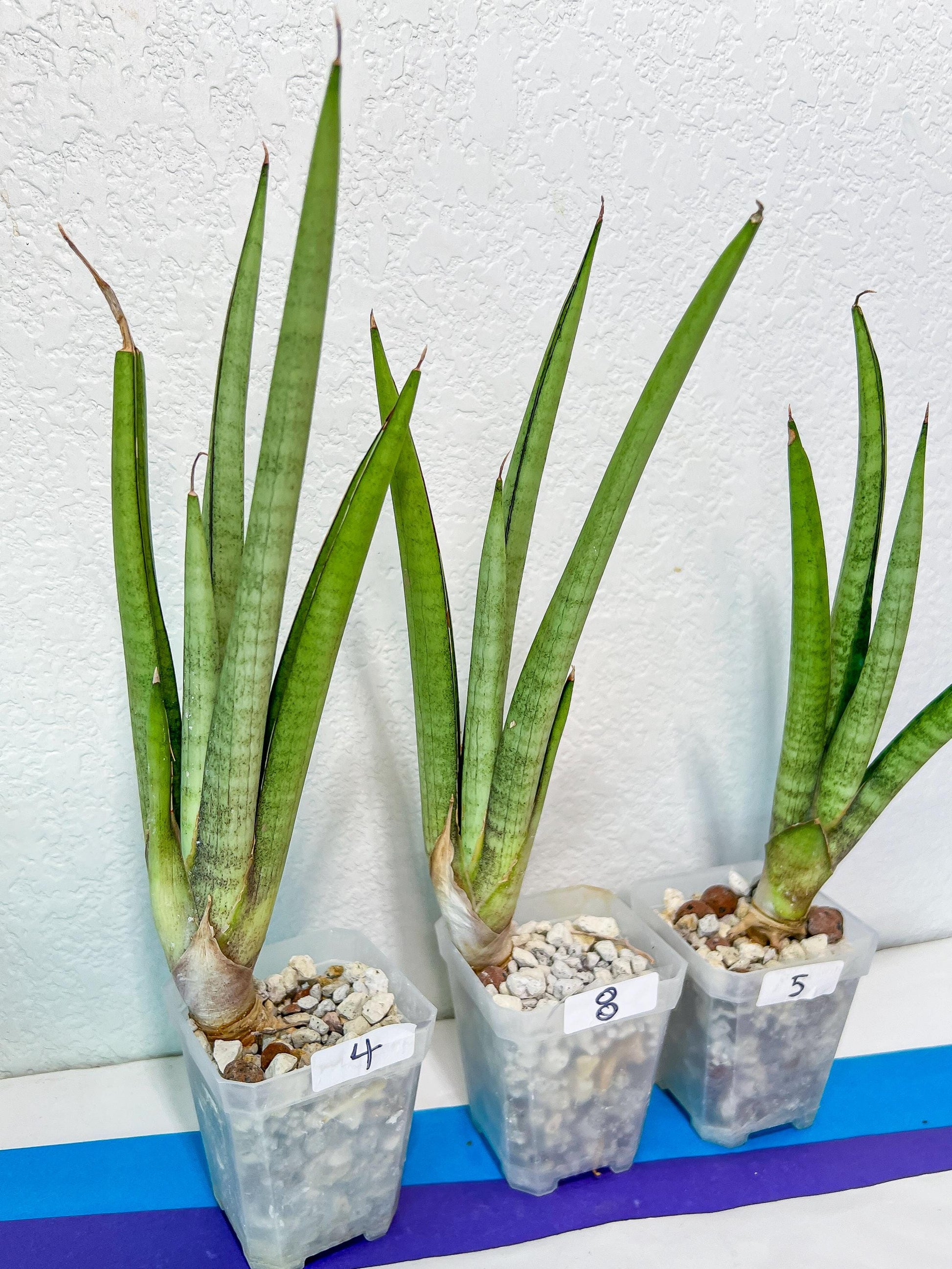 Sansevieria Astrea (#RA1~3) | Rare Limited Amount | Very Rare