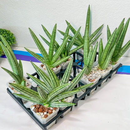 Sansevieria Fat Man XXL (#E4) | Imported Plants | Rare Hybrid Species