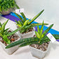 Sansevieria Cylindrica Boncel Variegata (#1~8) | Variegated Plant | 2" Planter