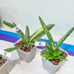 Sansevieria Cylindrica Boncel Variegata (#1~8) | Variegated Plant | 2" Planter